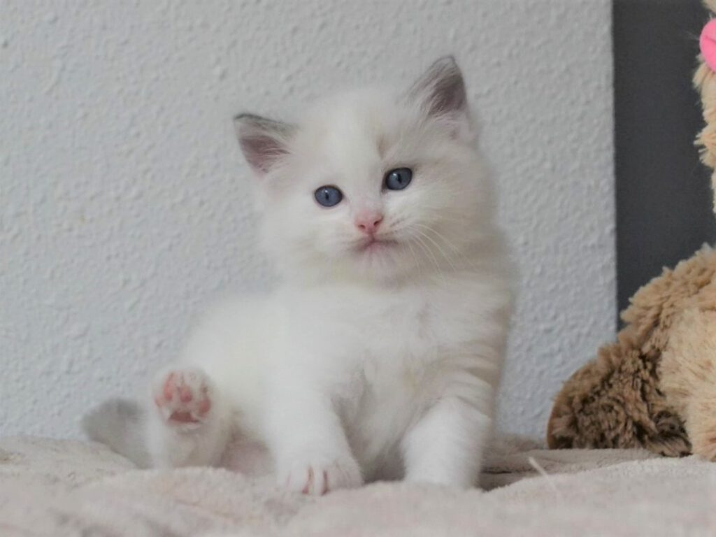 BellaNotte Beer Kitten