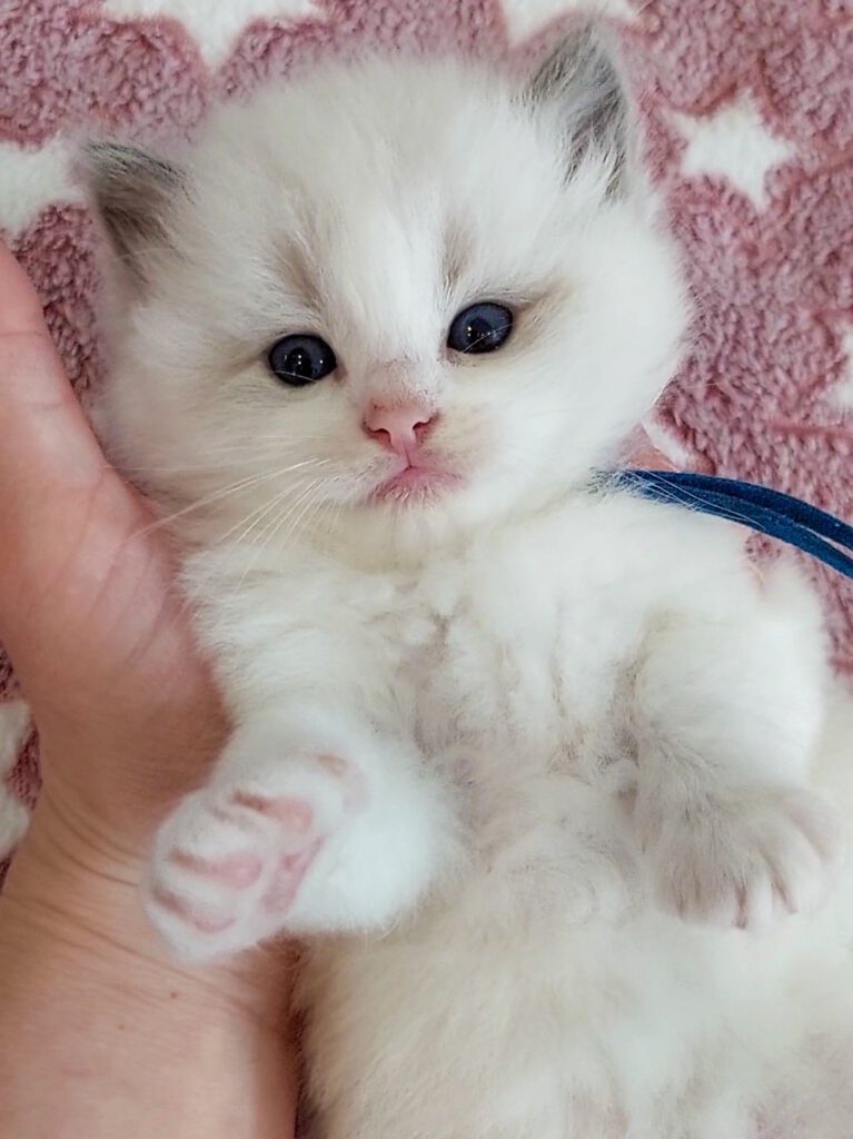 BellaNotte's Eros Kitten