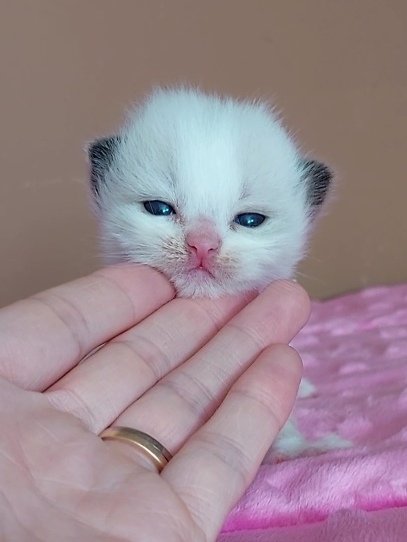 Kitten 3 minoes 2023 Kitten 3 minoes 2023