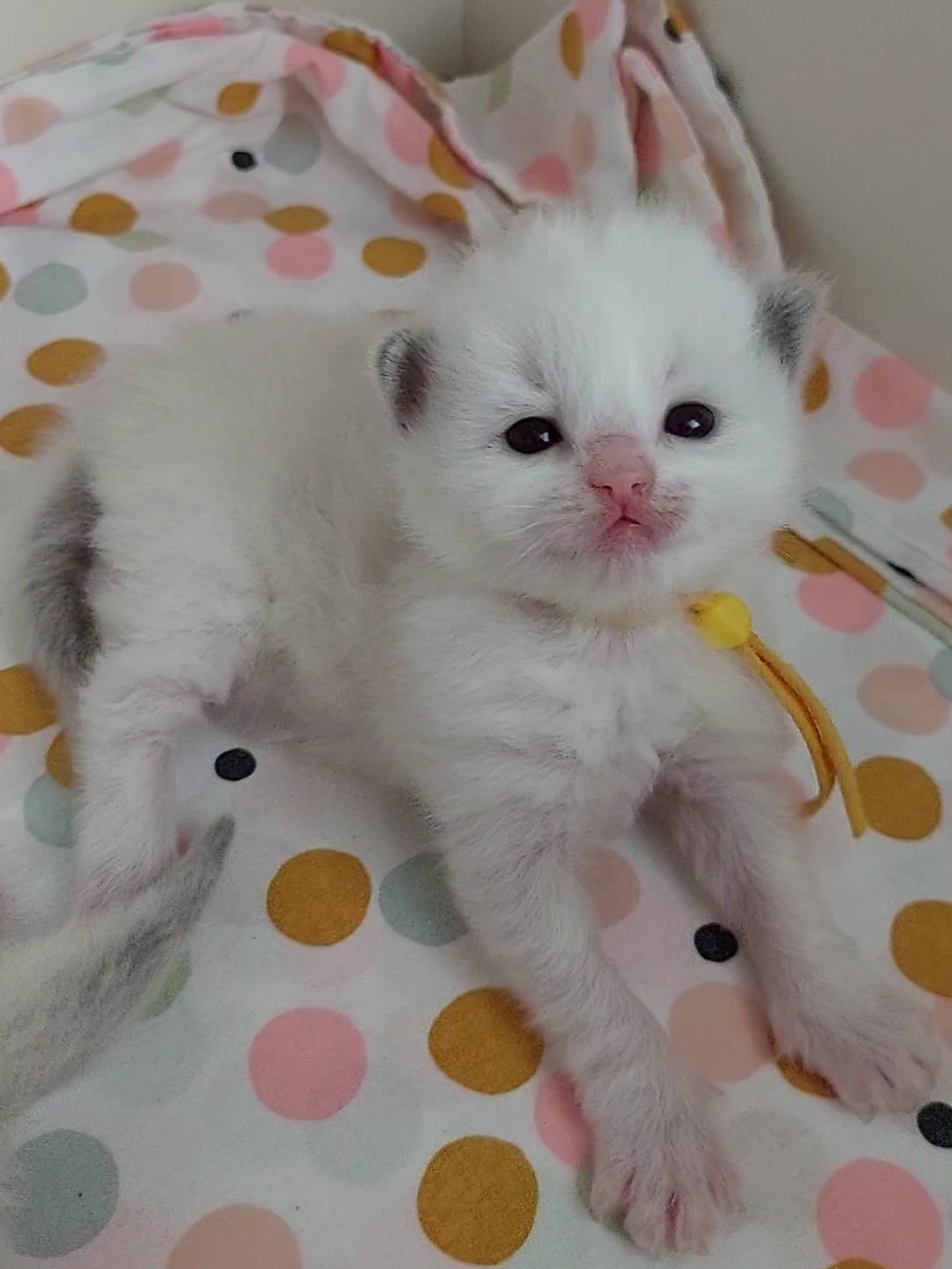 kitten 2 Minoes 2023 kitten 2 Minoes 2023