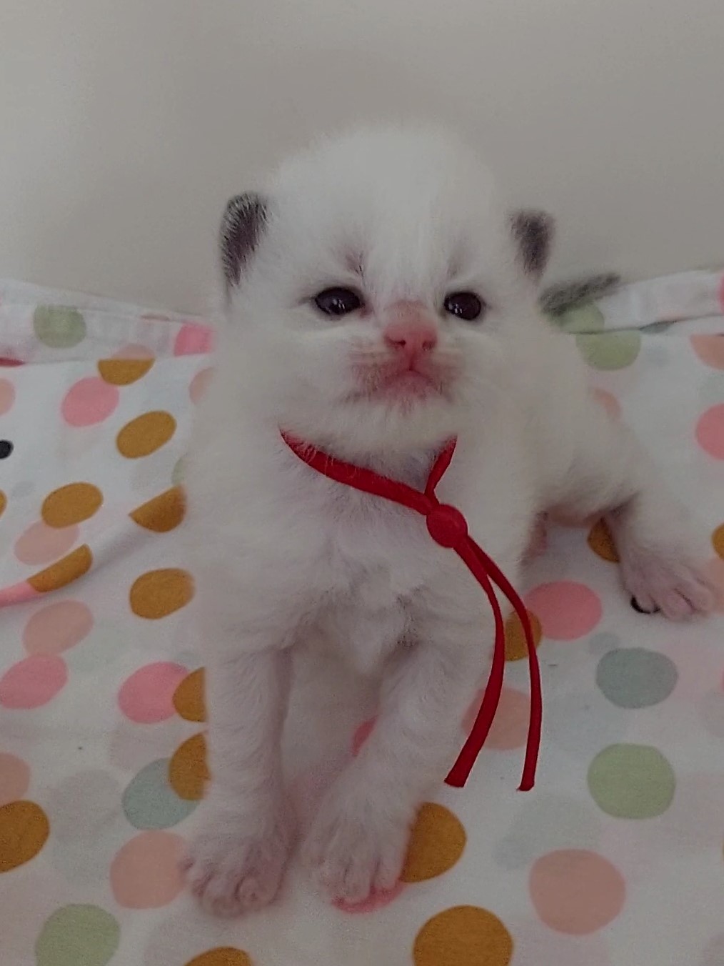 kitten Minoes 2023 kitten Minoes 2023